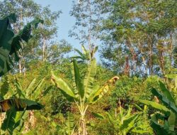 Pendiri Tower Wifi di Lahan peruhutani Jadi Sorotan Warga Sekitar