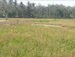 Sidak Lokasi Rencana Pembangunan PT Indo Global, Forwatu Banten: Tolak Jika Gunakan Lahan Sawah Dilindungi (LSD) dan Lahan Pertanian Pangan Berkelanjutan (LP2B)