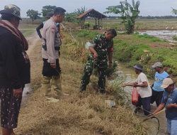 Kegiatan Gropyokan Penikusan Bareng Petani Desa Guwalor, Kecamatan Kaliwedi, Kabupaten Cirebon