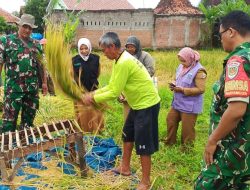 Dukung Program Hanpangan, Danramil dan Babinsa Laksanakan Panen Padi