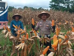 Polres Tanggamus Gelar Panen Raya Jagung, Dukung Swasembada Pangan Nasional 2025