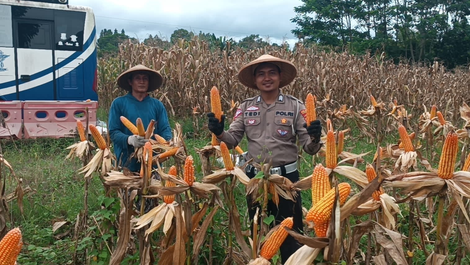 Polres Tanggamus Gelar Panen Raya Jagung, Dukung Swasembada Pangan Nasional 2025