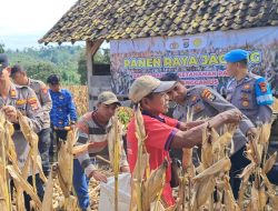 Polres Tanggamus Gelar Panen Raya Jagung di Pulau Panggung, Dukung Ketahanan Pangan