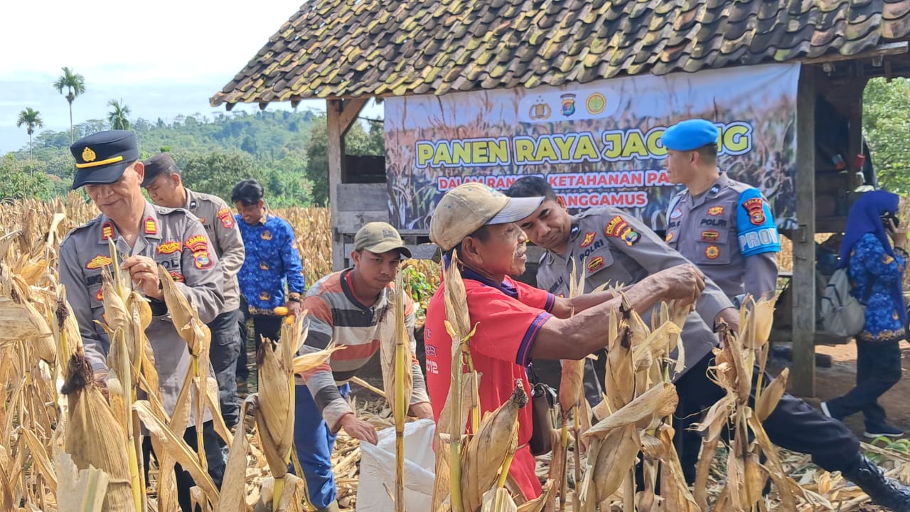 Polres Tanggamus Gelar Panen Raya Jagung di Pulau Panggung, Dukung Ketahanan Pangan