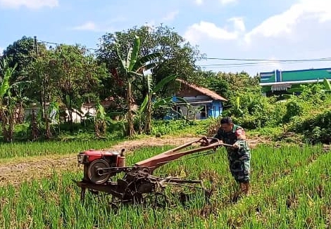 Babinsa Kesenden Turun ke Sawah, Dukung Ketahanan Pangan Nasional