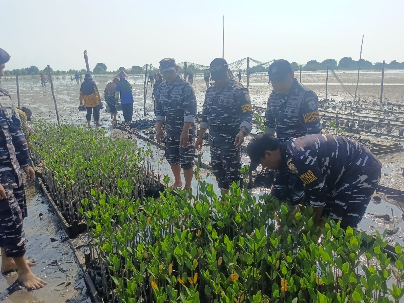 Lanal Bintan Bersama Yayasan Ecology Kepulauan Riau Lakukan Penanaman 50.000 Pohon Mangrove di Berakit