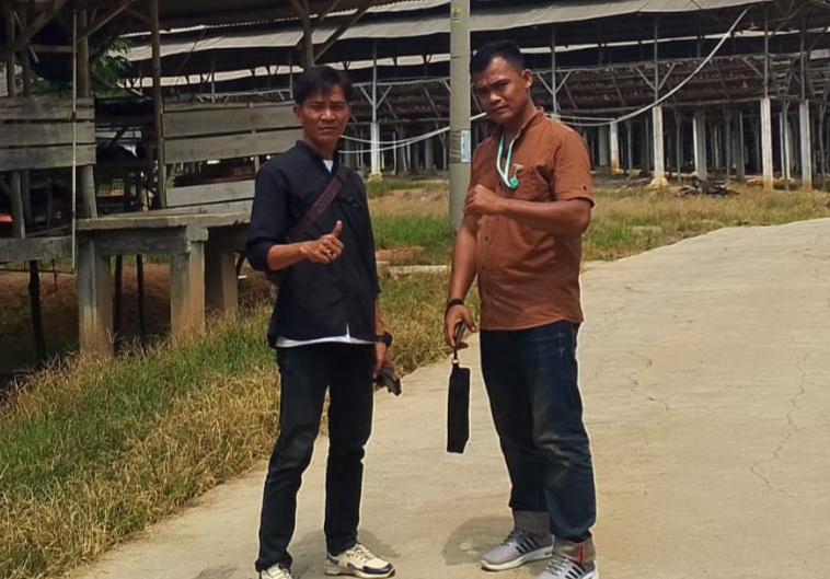 Usaha Ternak Ayam Menimbulkan Aroma Tak Sedap Membuat Warga Resah dan Tidak Nyaman