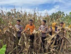 Polres Tanggamus Panen Jagung di Talang Padang, Wujud Nyata Dukung Ketahanan Pangan Nasional