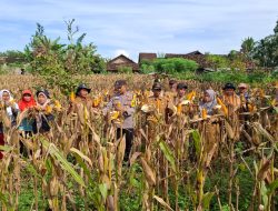 Polres Tanggamus Bersama Warga Panen Raya Jagung di Dua Lokasi Sekaligus