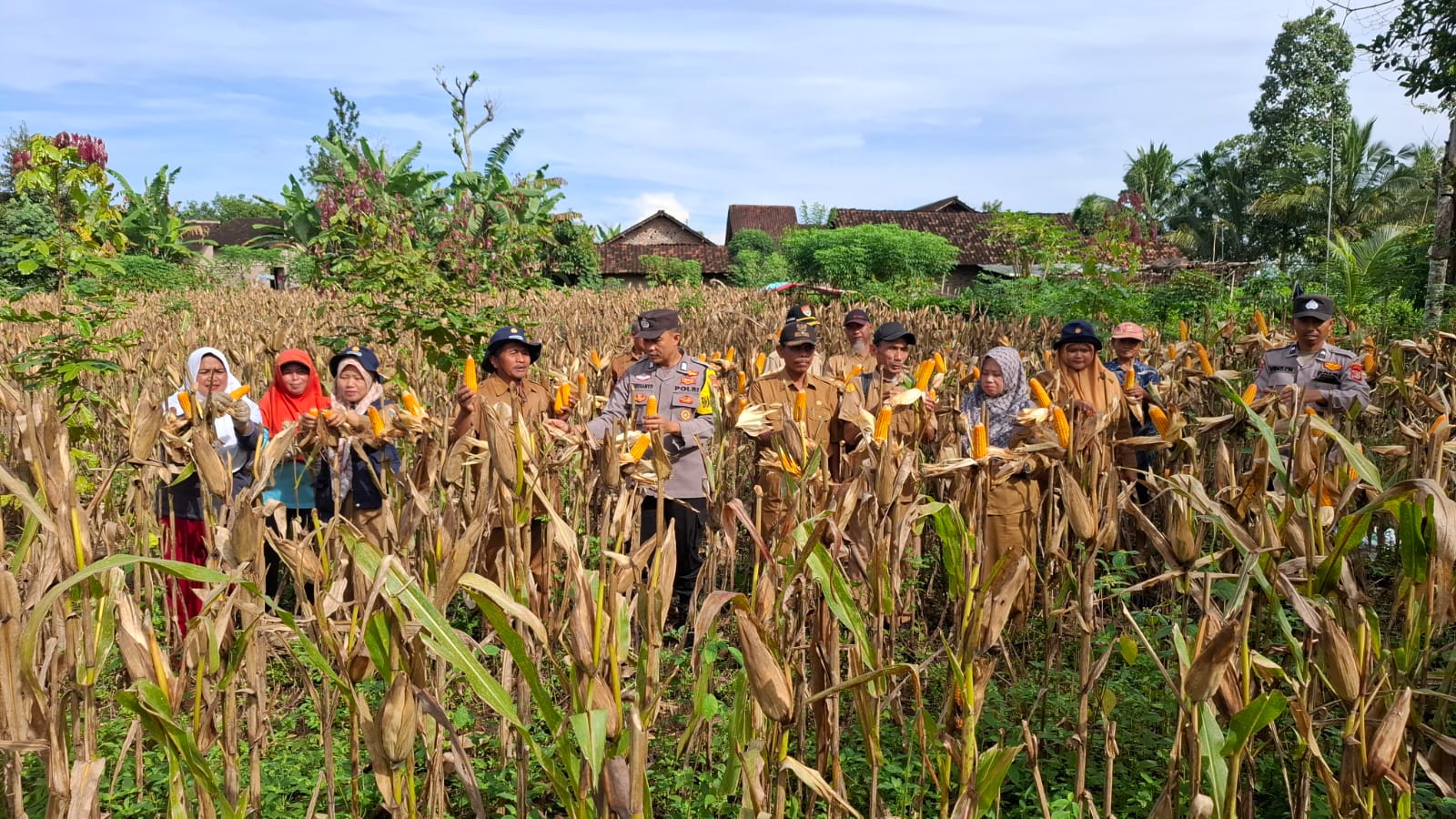 Polres Tanggamus Bersama Warga Panen Raya Jagung di Dua Lokasi Sekaligus