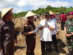 Rempang Jadi Lahan Aksi: Kejati Kepri Tanam Jagung Dukung Ketahanan Pangan