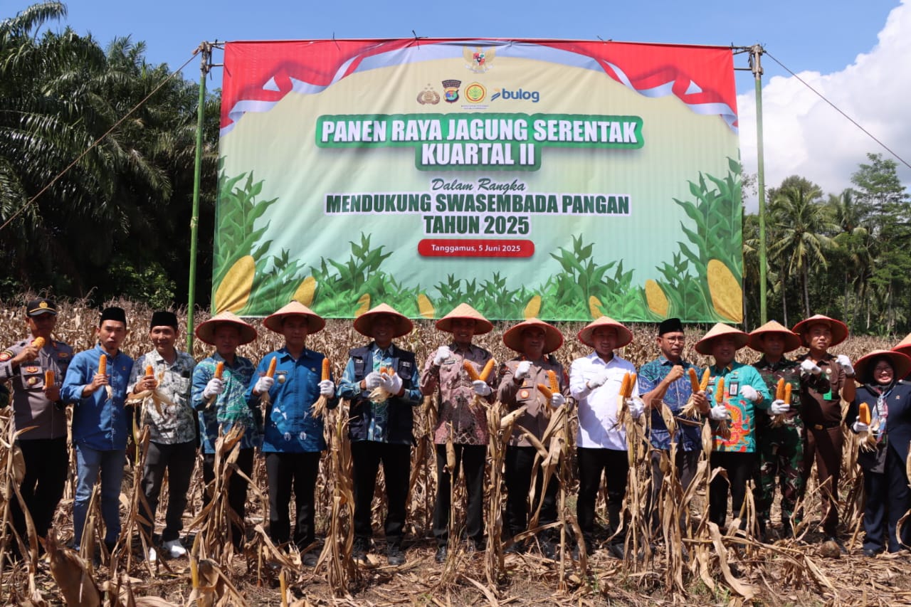 Polres Tanggamus Bersama Pemkab dan Petani Sukses Gelar Panen Raya Jagung Serentak Kuartal II di Semaka