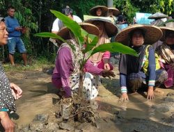 Virall. Warga Kampung Ranca Desa Karyajaya Tanam Pohon Pisang di Jalan Rusak