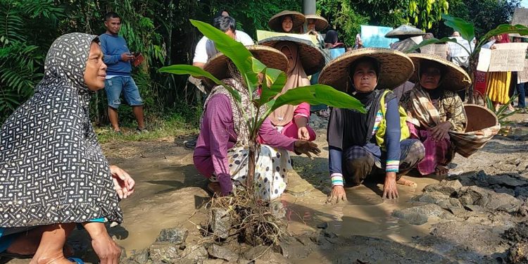 Virall. Warga Kampung Ranca Desa Karyajaya Tanam Pohon Pisang di Jalan Rusak