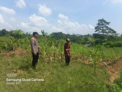 Mendukung Ketahanan Pangan Bhabinkamtibmas Polsek Rangkasbitung Polres Lebak Temui Petani Jagung Dan Singkong