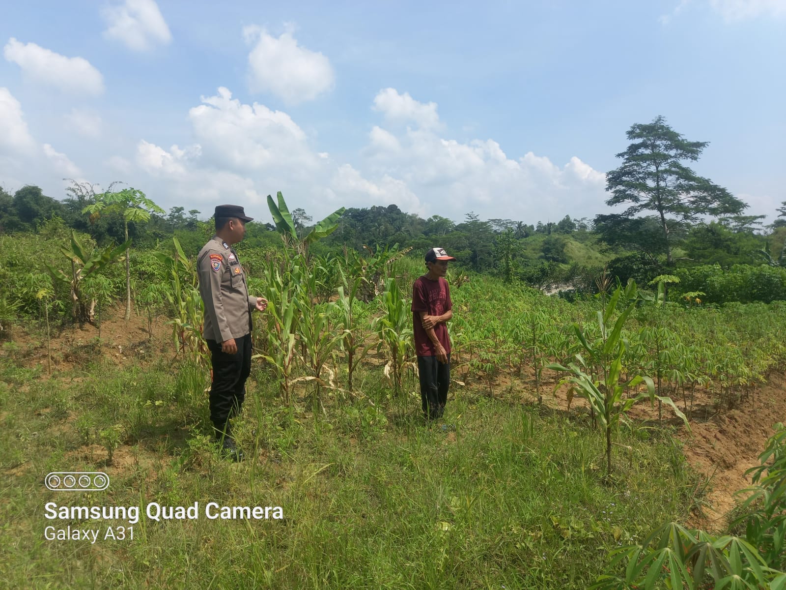 Mendukung Ketahanan Pangan Bhabinkamtibmas Polsek Rangkasbitung Polres Lebak Temui Petani Jagung Dan Singkong