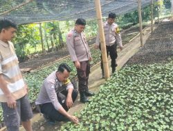 Dukung Ekonomi Kerakyatan, Polsek Wonosobo Sambangi Kebun Bibit Warga di Simpang Bayur