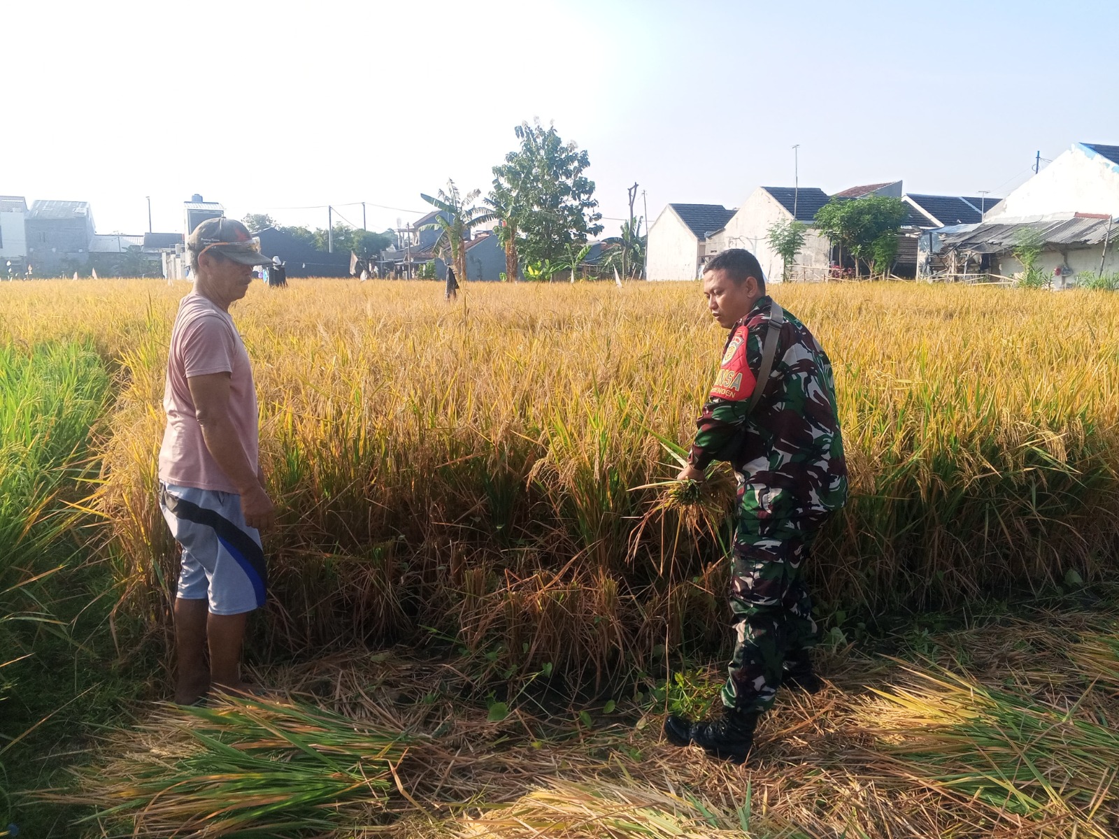 Panen, Babinsa Turun ke Sawah Bersama Poktan Sekar Maju
