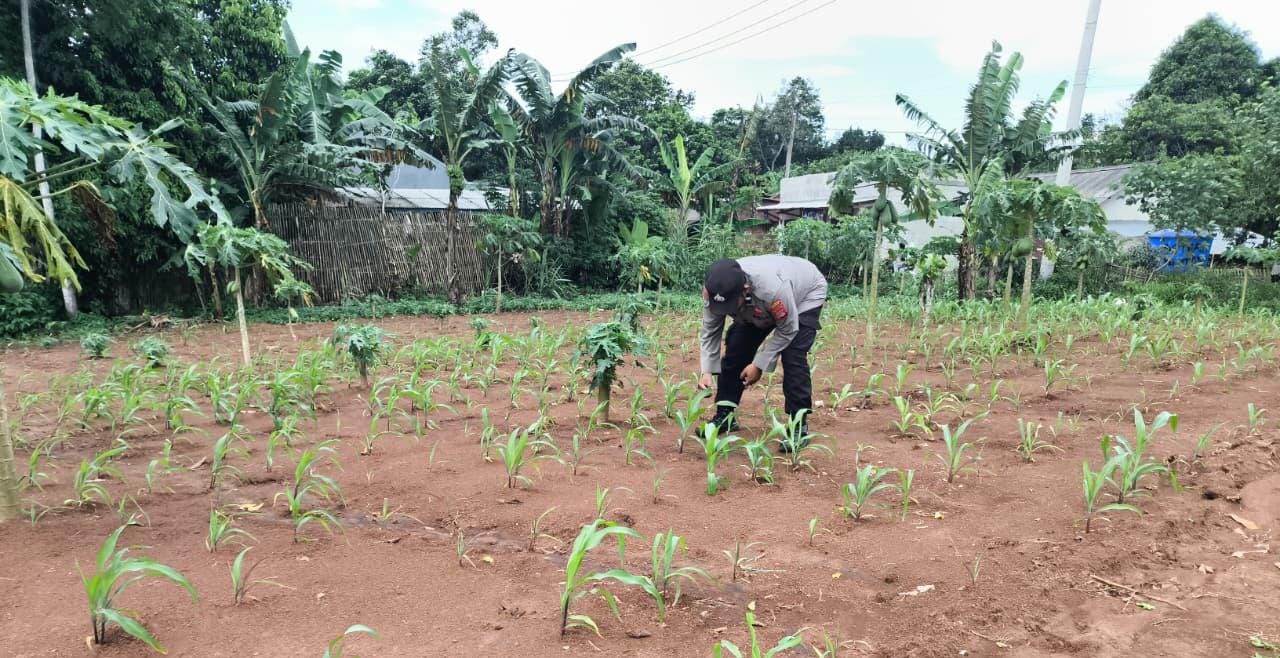 Bhabinkamtibmas Polsek Rangkasbitung Polres Lebak Bersihkan Rumput Liar dan Cek Pertumbuhan Bibit Pohon Jagung Hibrida