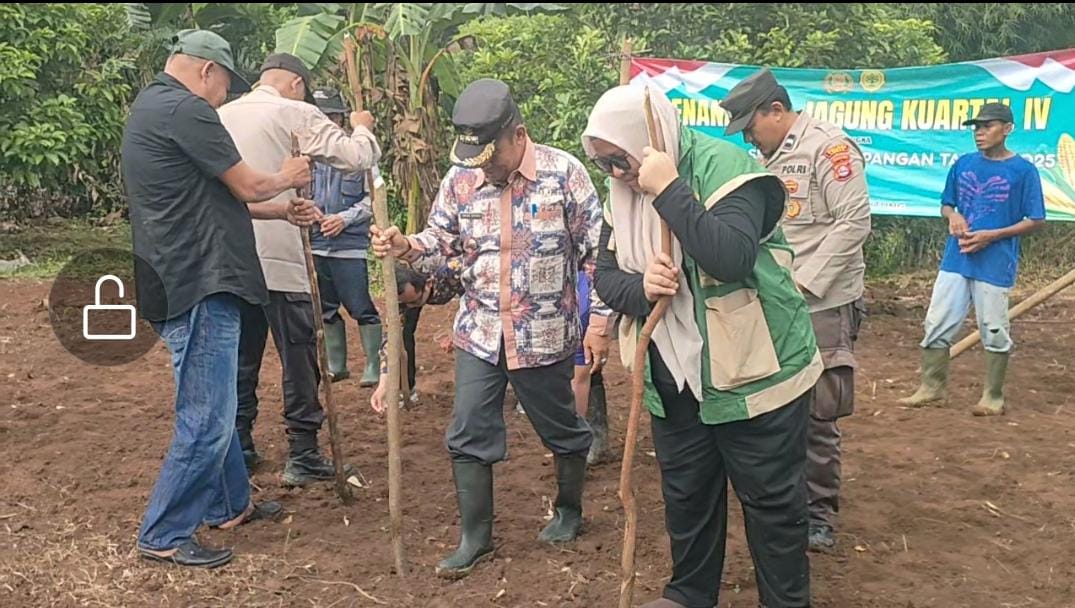 Wujudkan Kemandirian Pangan,Polsek Rangkasbitung Polres Lebak Dan Forkopimcam Rangkasbitung Tanam Jangung Hibrida Kuartal IV