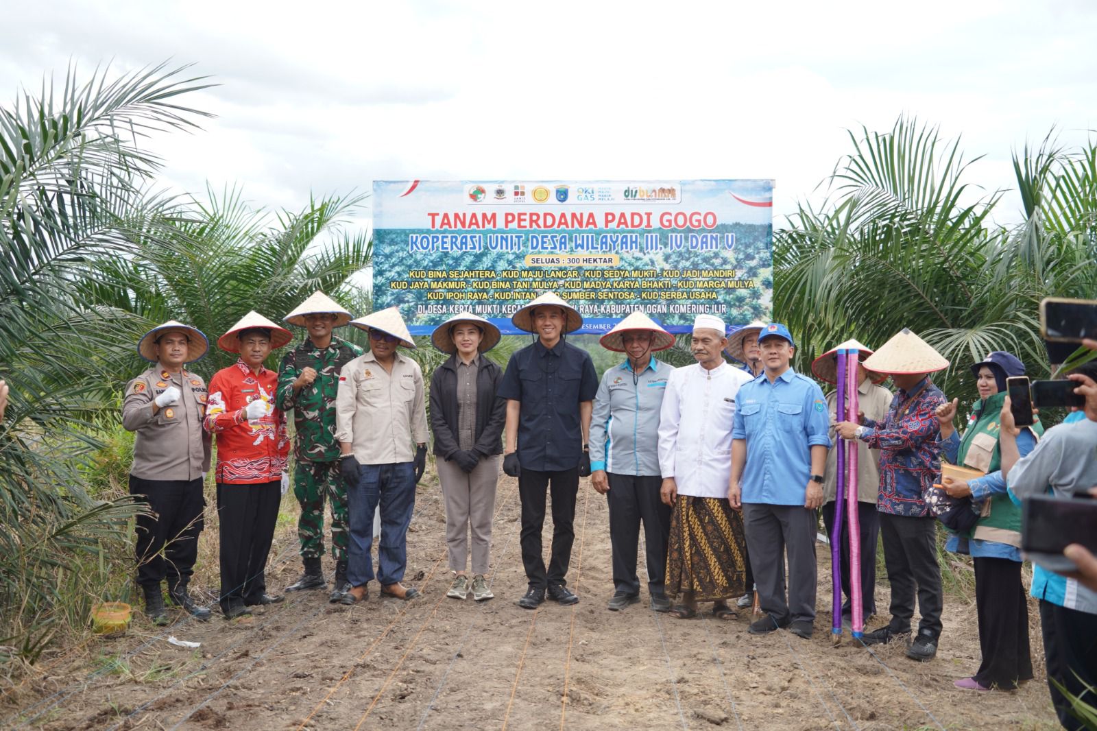 Petani Sawit OKI Manfaatkan 778 Hektare Lahan PSR untuk Tanam Padi Gogo