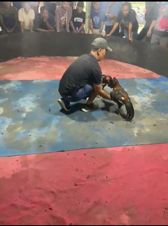 Viral Kapolsek Kutalimbaru Diduga Terima Setoran dari Sabung Ayam