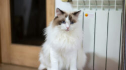 Mengenal Ragdoll Cat dan Pemeliharaan Bulunya