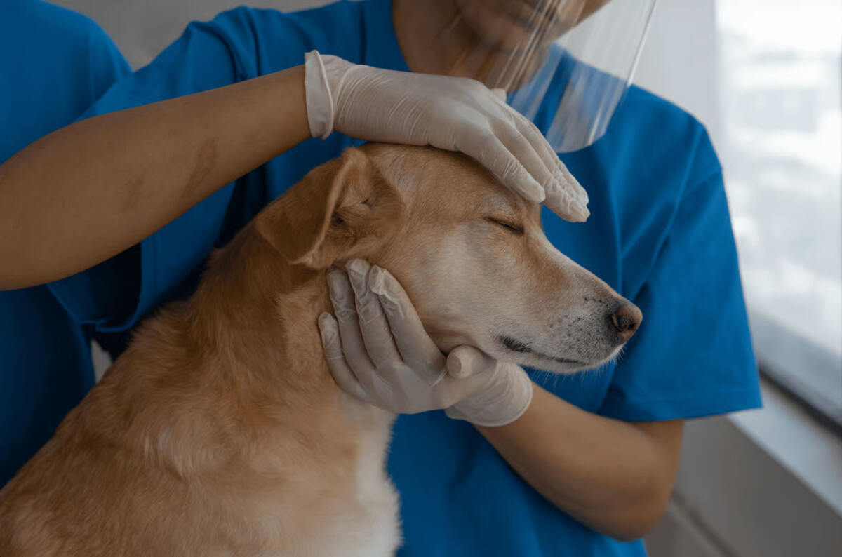 Kenali Tanda Anjing Rabies dan Langkah Penanganannya