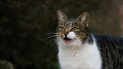 Mengenal Berbagai Suara Kucing dan Maknanya