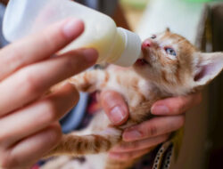 Panduan Memberikan Susu pada Anak Kucing Sesuai Kebutuhan