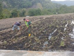 Babinsa Koramil 03/Pegasing Bantu Warga Bersihkan Lahan Tanaman Kol di Kampung Lenga