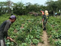 Sambangi Petani, Babinsa Dengarkan Keluh Kesah Hingga Bantu Merawat Tanaman