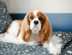 Kenapa Cavalier King Charles Spaniel Jadi Salah Satu Doggy Favorit Pecinta Hewan