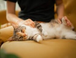 Posisi Tidur Kucing Ternyata Bisa Menunjukkan Kondisi dan Perasaannya