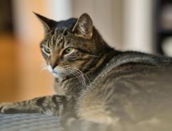 Mengenal Kucing Mujair, Kucing Lokal dengan Karakter Unik yang Banyak Disukai