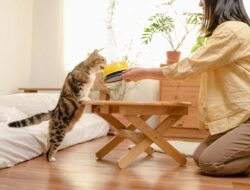 Tren Cat Food Minim Pengawet Semakin Diminati di Indonesia
