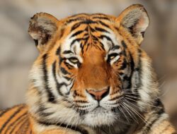 India Dorong Aliansi Global untuk Lindungi Kucing Besar Dunia lewat IBCA Summit 2026