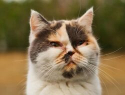 Jangan Panik, Ini Langkah Awal Saat Mata Kucing Mulai Bermasalah