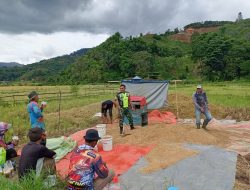 Babinsa Koramil 03/Pegasing Bantu Petani Giling Padi di Desa Wih Lah, Wujud Nyata Dukungan TNI terhadap Ketahanan Pangan Nasional