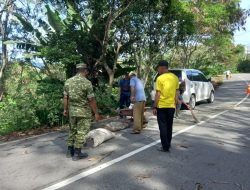 Babinsa Dan Masyarakat Gotong Royong Tambal Jalan Berlubang di Desa Blang Jorong