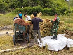 Babinsa Koramil 05/Linge Dampingi Panen Padi di Desa Gelampang Gading, Wujud Nyata Dukungan TNI terhadap Ketahanan Pangan Nasional