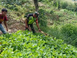 Babinsa Koramil 06/Jagong Laksanakan Program Ketahanan Pangan Bersama Warga di Desa Jagong Jeget