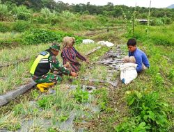 Babinsa Koramil 04/Bintang Dampingi Warga Panen Bawang Merah, Wujud Nyata Dukungan TNI terhadap Ketahanan Pangan di Aceh Tengah