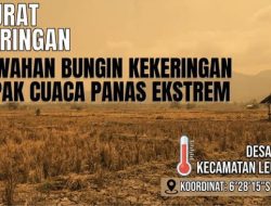Kemarau Mengganas, Sawah Bungin Mengering! Ladang Warga Terancam Gagal Panen, Debit Kali Cisimeut Terus Menyusut