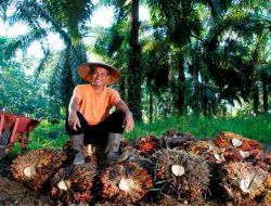 Di Tengah Gejolak Harga Sawit, Holding Perkebunan Nusantara Konsisten Serap TBS Petani