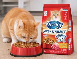 Jangan Asal Pilih! Ini Rekomendasi Dry Food Kucing Bernutrisi Tinggi