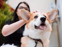 10 Ras Anjing Menggemaskan yang Ramah dan Mudah Dirawat di Rumah