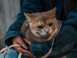 Berapa Usia Kucing dalam Umur Manusia? Simak Penjelasannya