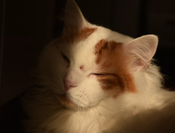 Jangan Salah Pilih, Ini Ciri-Ciri Kucing Anggora Asli yang Perlu Diketahui
