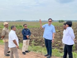 Dukung Program Mandiri Energi Nasional, Holding Perkebunan Nusantara Siapkan 10 Ribu Hektare Lahan Singkong di Lampung